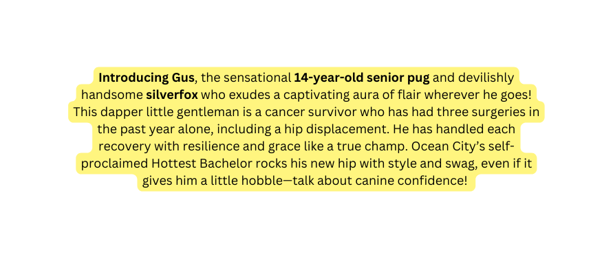 Introducing Gus the sensational 14 year old senior pug and devilishly handsome silverfox who exudes a captivating aura of flair wherever he goes This dapper little gentleman is a cancer survivor who has had three surgeries in the past year alone including a hip displacement He has handled each recovery with resilience and grace like a true champ Ocean City s self proclaimed Hottest Bachelor rocks his new hip with style and swag even if it gives him a little hobble talk about canine confidence